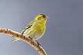 Grønnsisik - Eurasian siskin (Carduelis spinus) male 